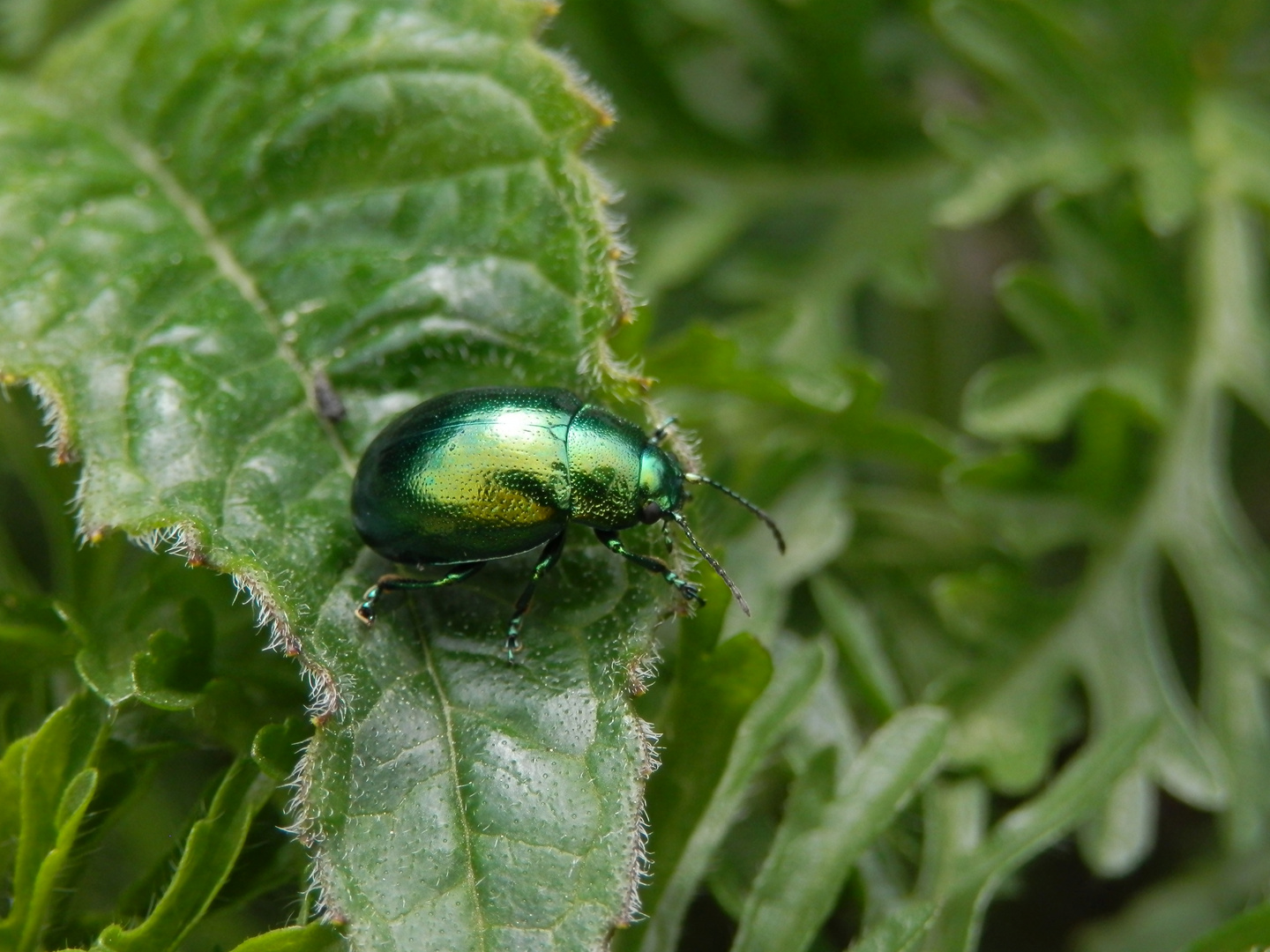 Minzeblattkäfer (Chrysolina herbacea) - Will ich wirklich da runter ?