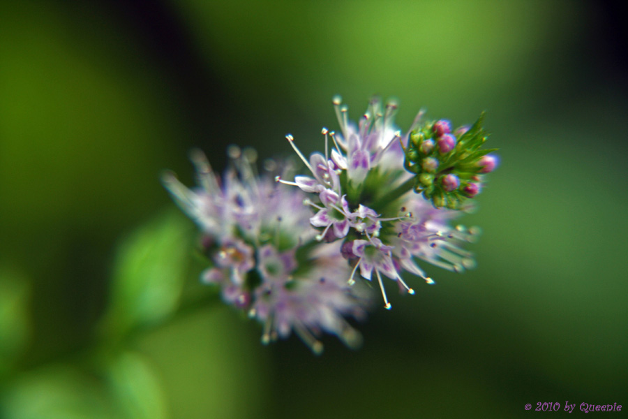 Minzeblüte