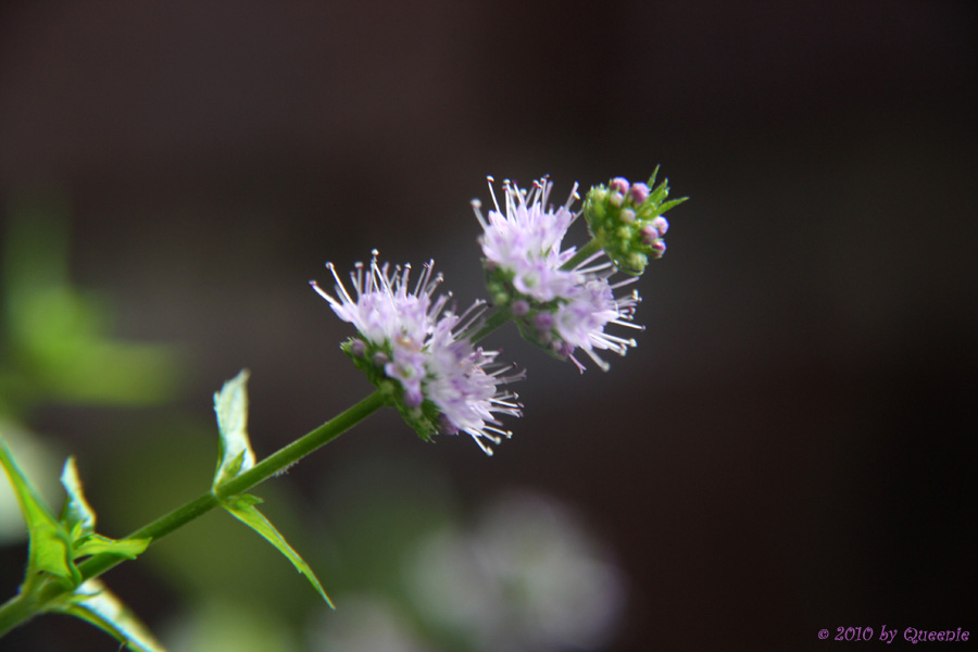 Minzeblüte I