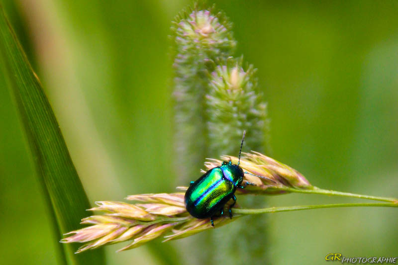 Minzenblattkäfer (Chrysolina herbacea) (Chrysolina herbacea)