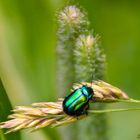 Minzenblattkäfer (Chrysolina herbacea) (Chrysolina herbacea)