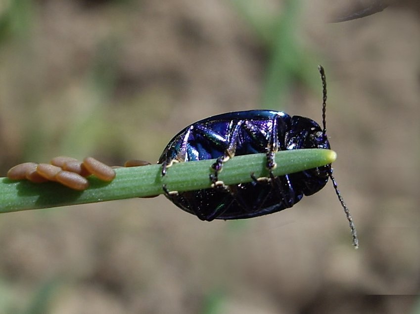 Minzenkäfer Chrysolina coerulans mit frisch abgelegten Eiern