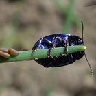 Minzenkäfer Chrysolina coerulans mit frisch abgelegten Eiern