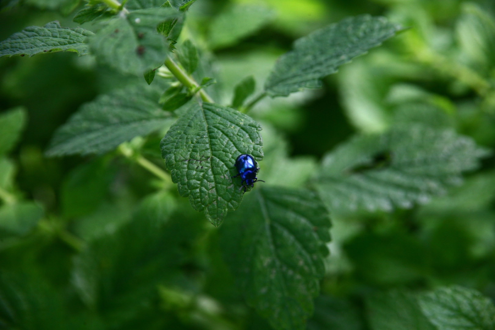 Minzkäfer