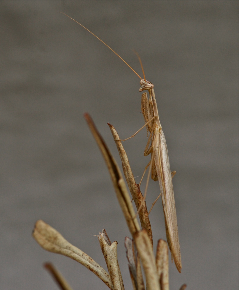 Miomantis caffra (3c)