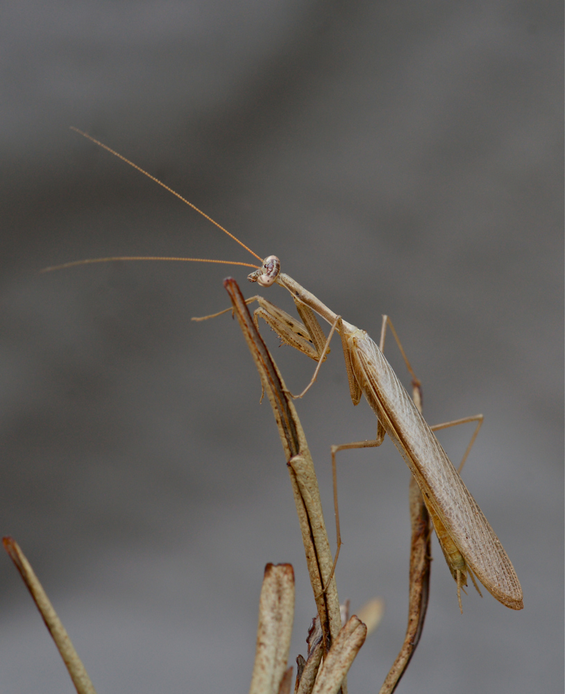 Miomantis caffra (3f)