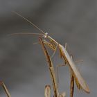 Miomantis caffra (3f)