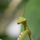 Miomantis