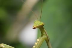 Miomantis