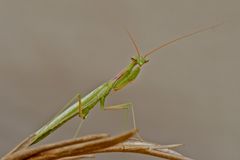 Miomantis spec. (4a)