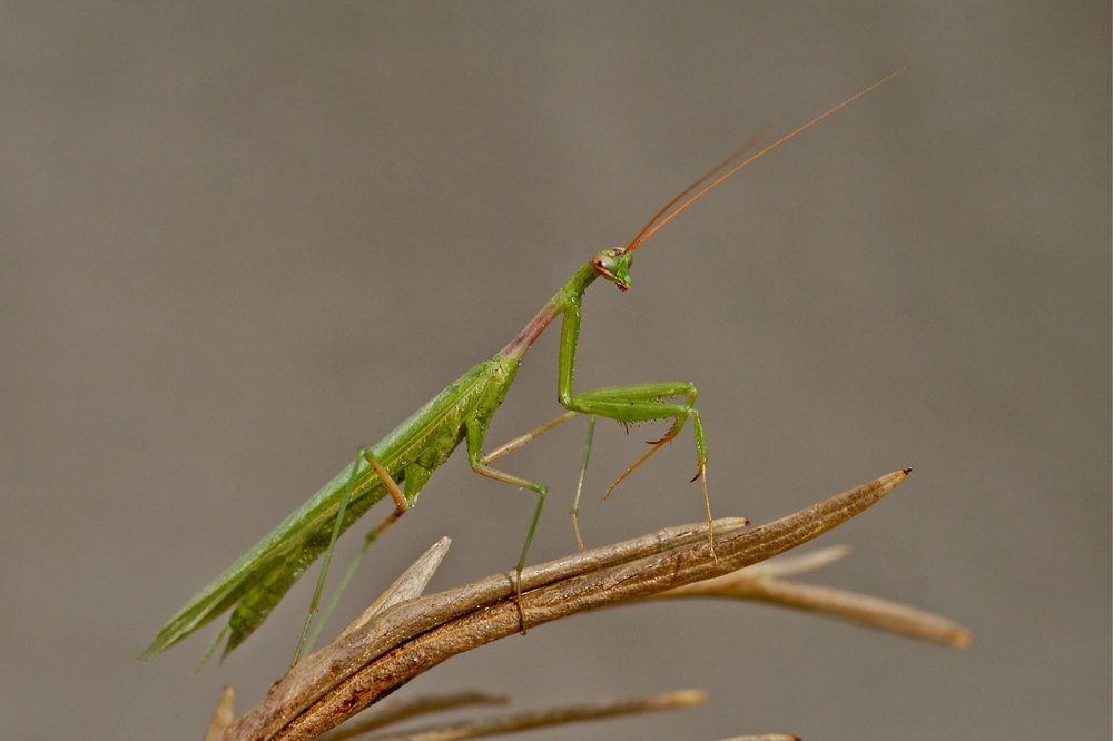 Miomantis spec. (4f) Foto & Bild tiere, wildlife, insekten Bilder auf
