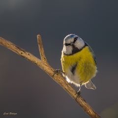 Mir auch! - Blaumeise