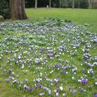 Mir blüht der Frühling in Jever