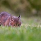 Mir entgeht nichts, ich hab dich im Blick! 