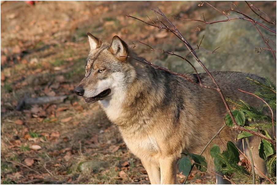 Mir entgeht nichts! +++ (Wolf - Nationalpark Bayerischer Wald)