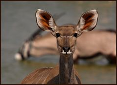 Mir geht gerade ein Oryx durch den Kopf.