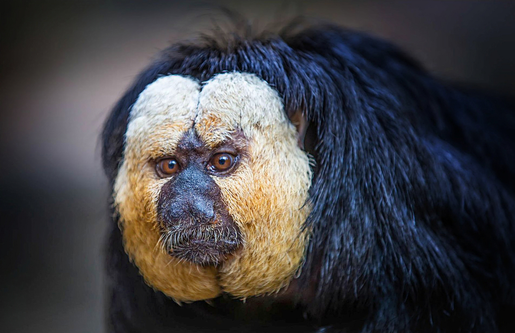 Mir hat jemand die Ostereier gestohlen Foto &amp; Bild | tiere, tierdetails ...