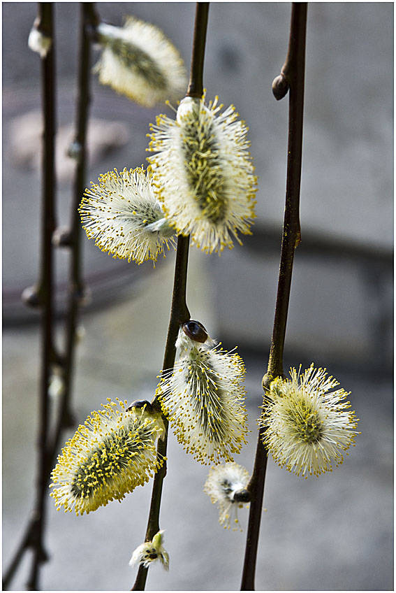 mir ist der Frühling begegnet