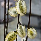 mir ist der Frühling begegnet