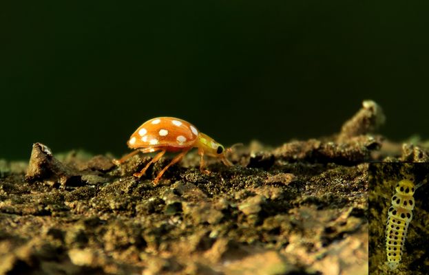 Mir ist es nie aufgefallen