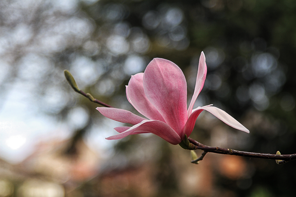 Mir ist heute so nach Frühling