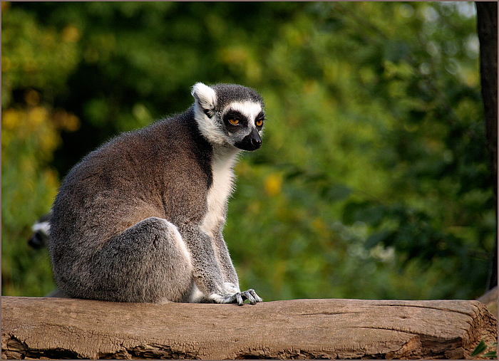 Mir ist laaaaaaaaaaangweilig.... ( Lemur Catta )