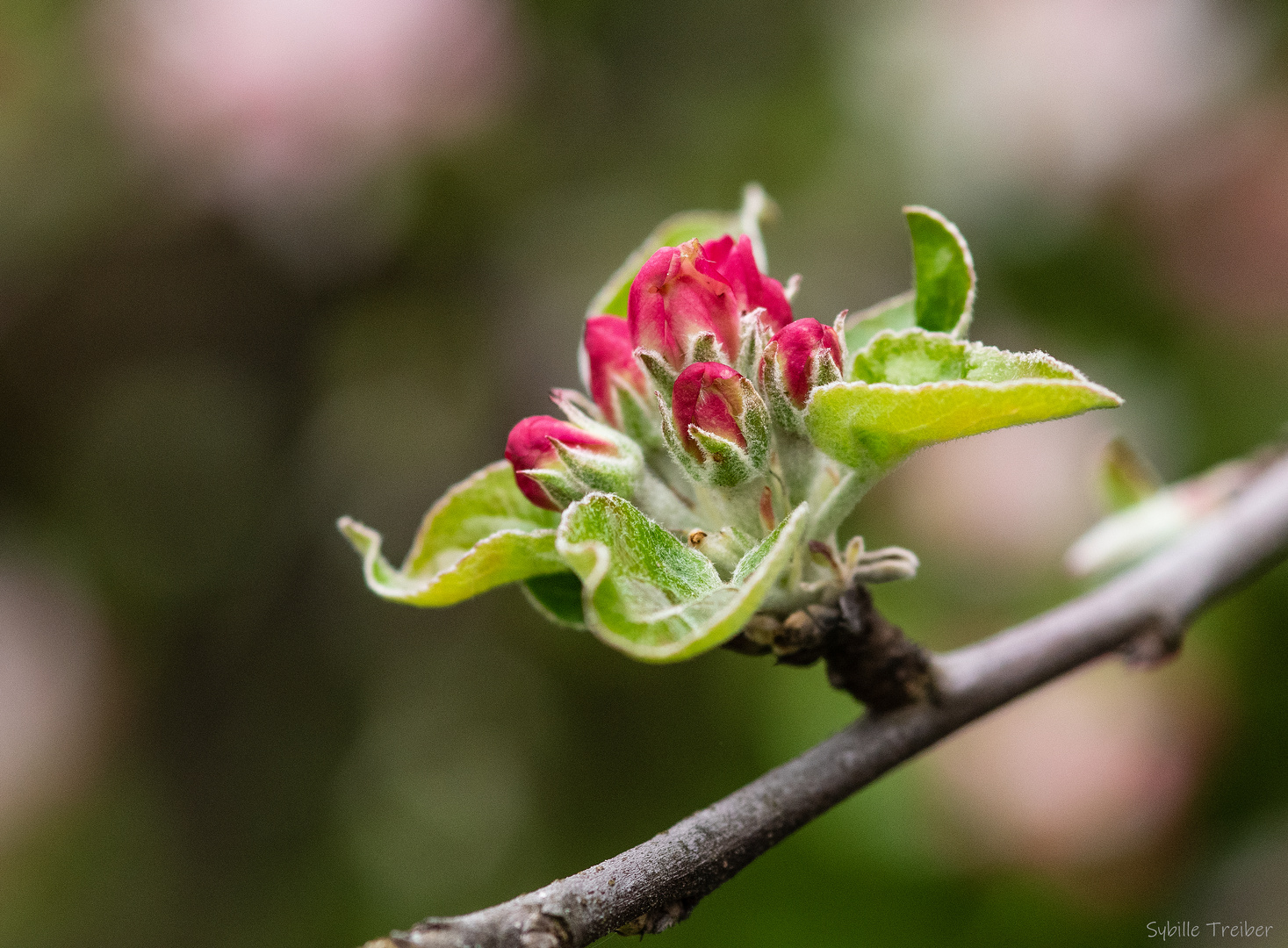 Mir ist nach Frühling