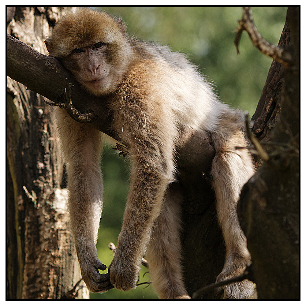 Mir ist so langweilig! Foto &amp; Bild tiere, zoo, wildpark &amp; falknerei