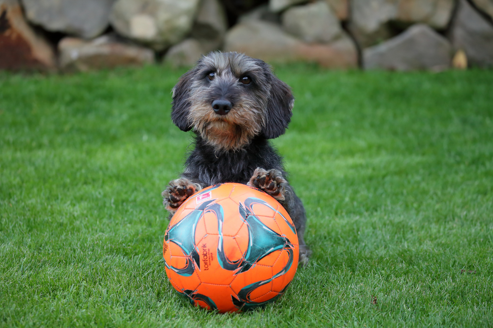 Mir ist sooo langweilig - spielt jemand Ball mit mir?