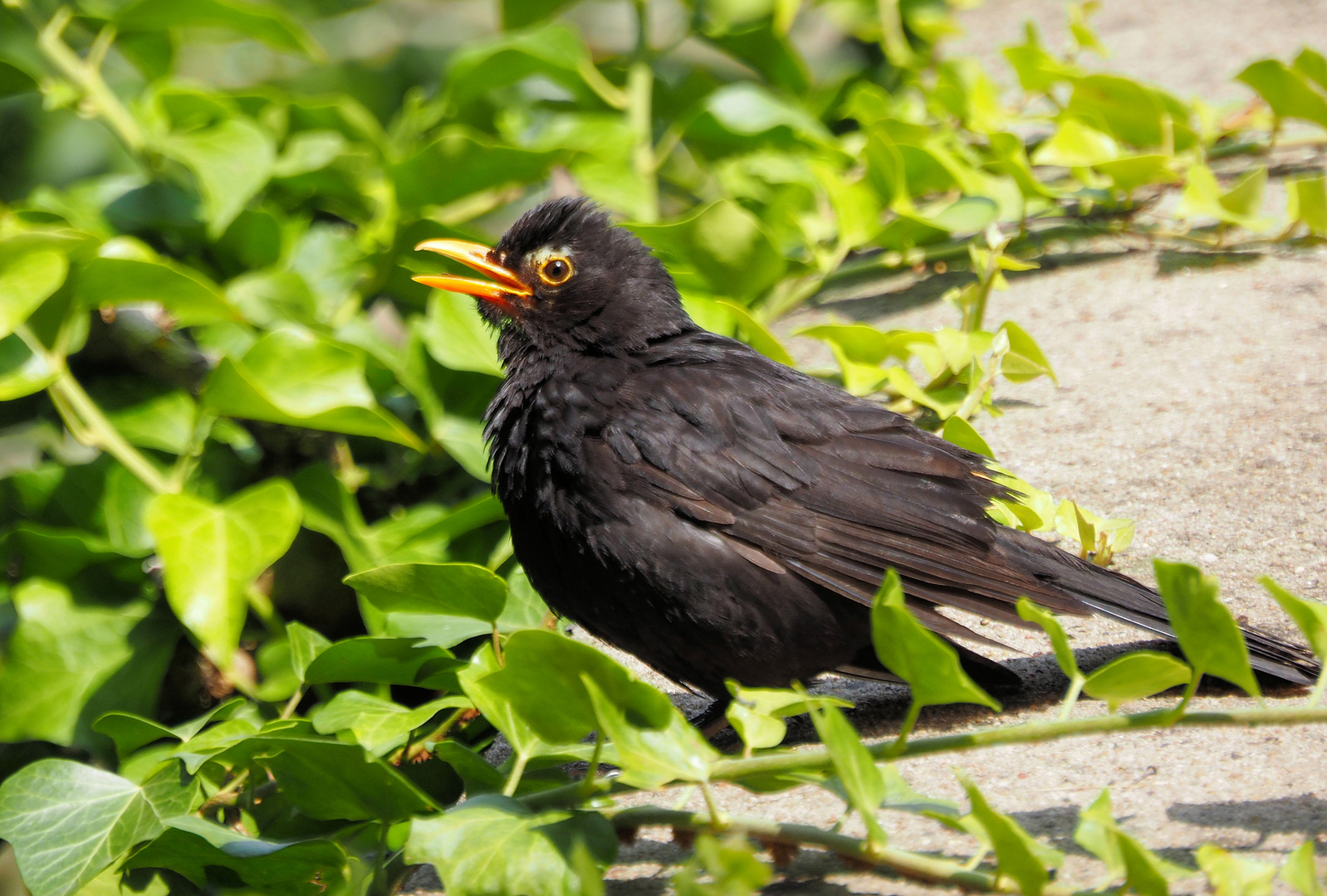 Mir ist warm Foto & Bild fotos, natur, tiere Bilder auf