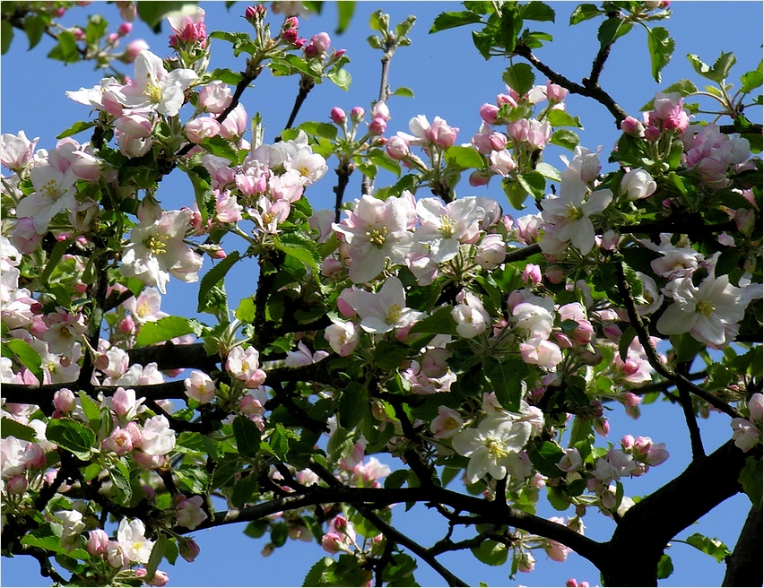 Mir ist wie Blume, Blatt und Baum.