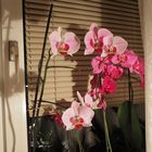 Mir kam es auf den schatten an - und meine orchideen werden nie umgestellt