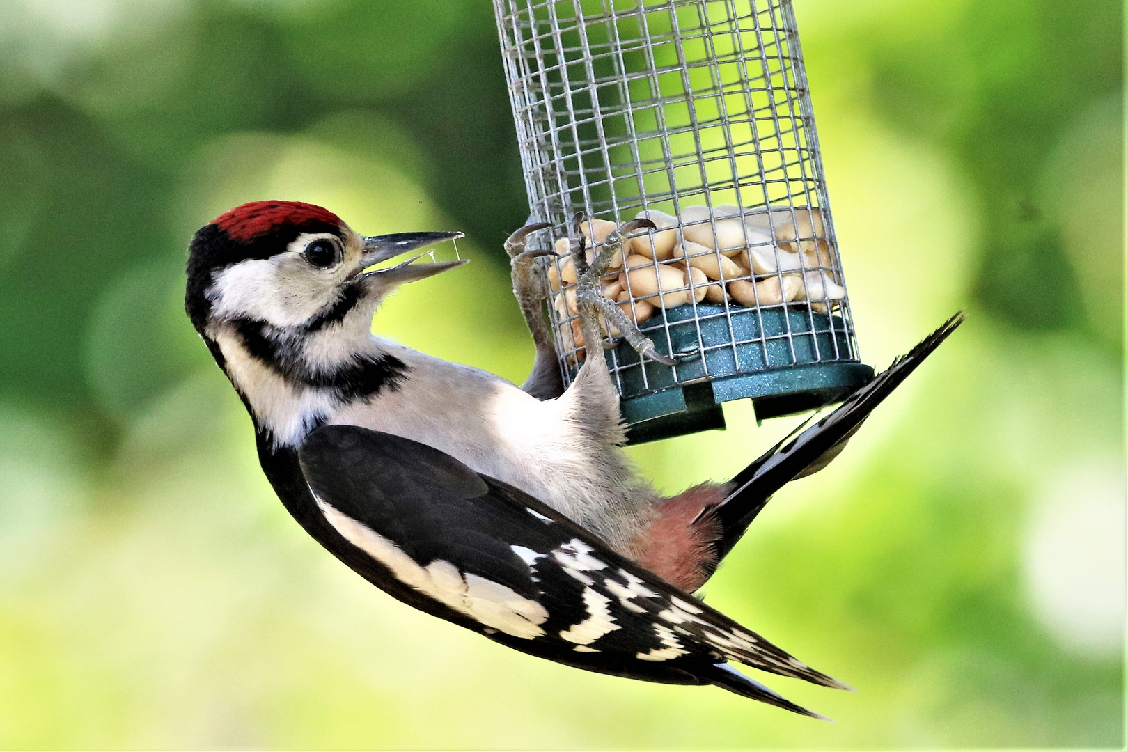 Mir läuft das Wasser im Mund zusammen Foto & Bild tiere, wildlife, wild lebende vögel Bilder Mir läuft das Wasser im Mund zusammen Foto & Bild tiere, wildlife, wild lebende vögel Bilder