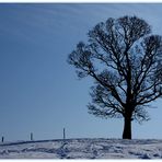 "Mir nach", sprach der Baum und wies die Richtung.