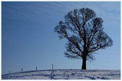 "Mir nach", sprach der Baum und wies die Richtung.