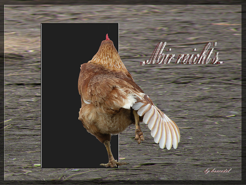 "Mir reicht's ..." "Suppenhuhn"