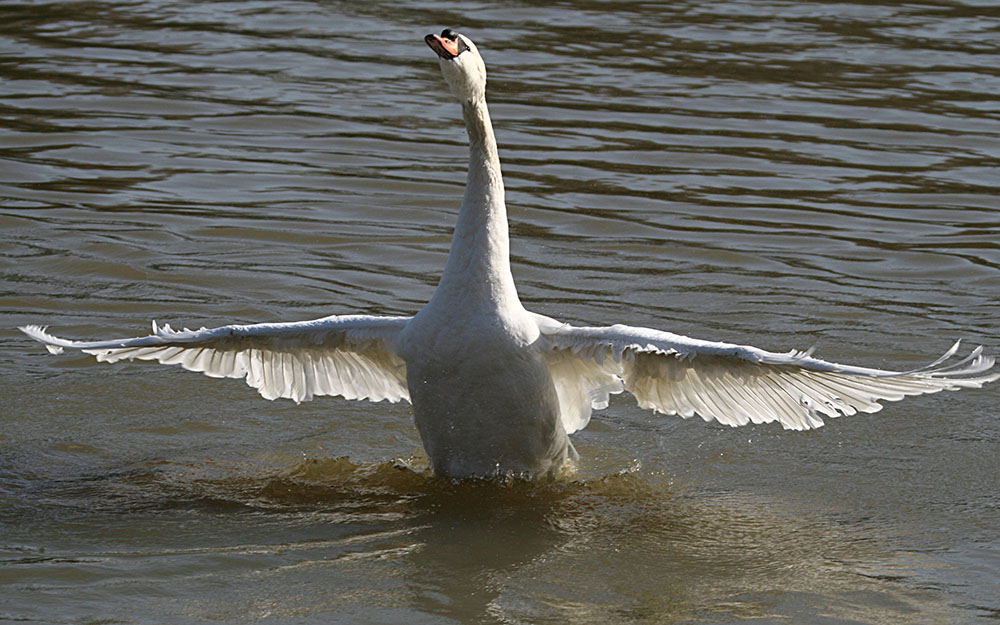 mir schwant, ich bin Bundesadler