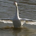 mir schwant, ich bin Bundesadler