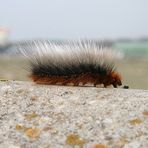 Mir Stehen die Haare zu Berge!!!