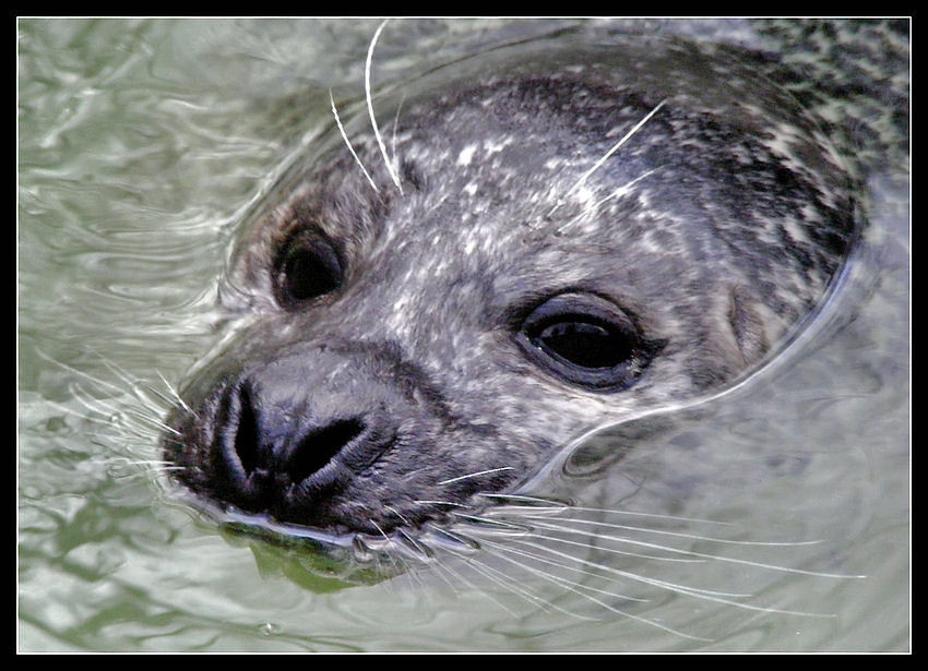 Mir steht das Wasser bis....