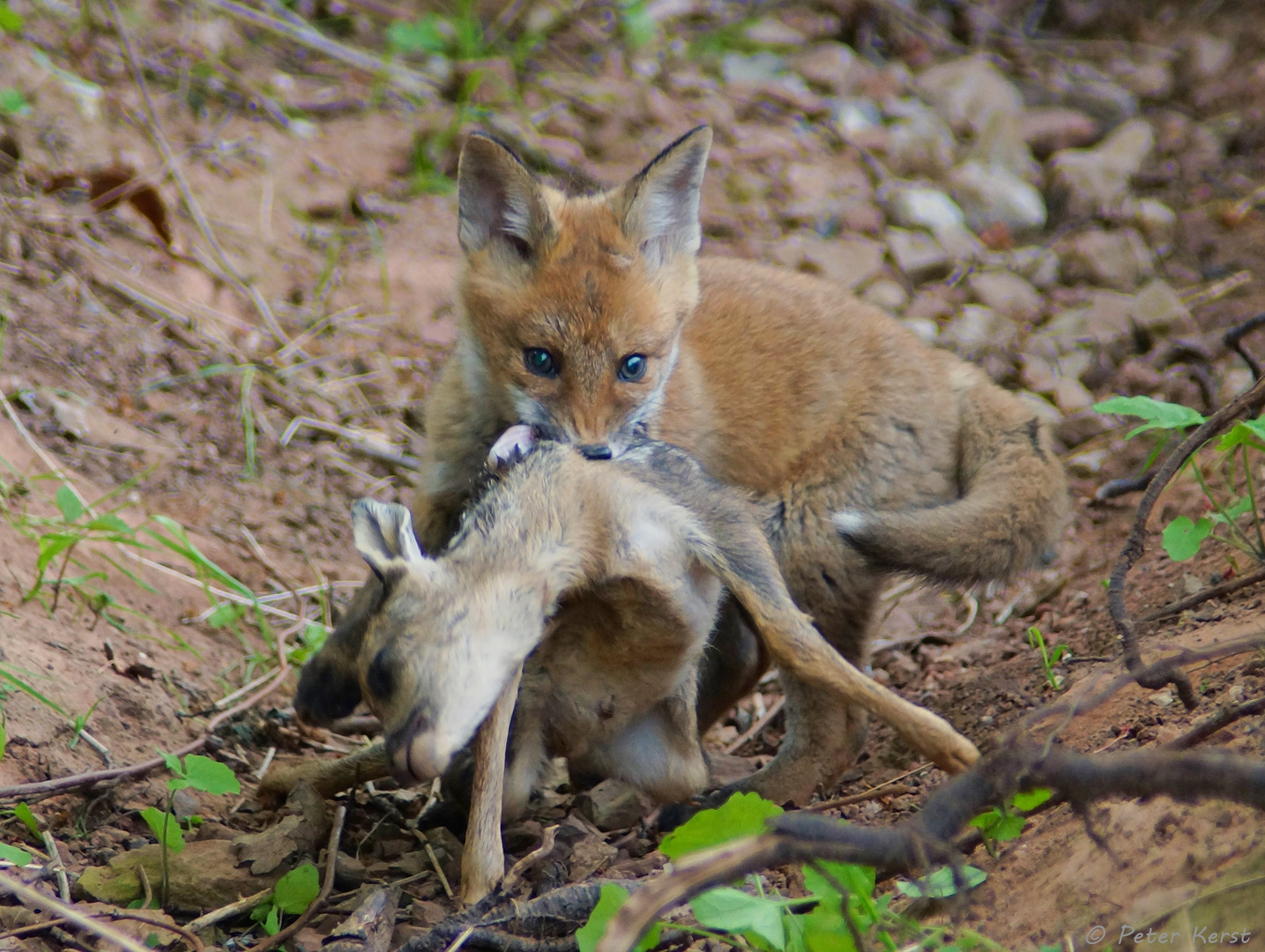 ...mir stockte der Atem!Jungfuchs mit totem Kitz im Maul