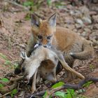 ...mir stockte der Atem!Jungfuchs mit totem Kitz im Maul