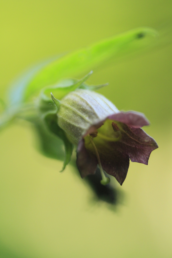 mir unbekannte Blüte