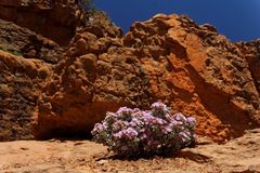 Mir unbekannte Blume in den Cederbergen Südafrika