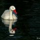 Coscoroba swan