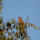 mir unbekannte VOGEL-ART