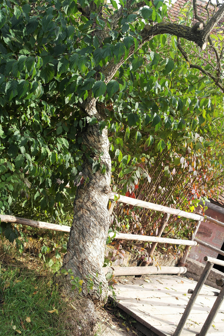 Mir unbekannter Baum im Freilandmuseum Bad Windsheim