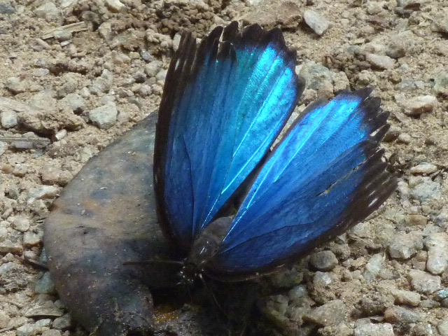 (mir) unbekannter brasilianischer Schmetterling