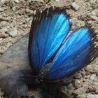 (mir) unbekannter brasilianischer Schmetterling