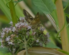 Mir unbekannter Falter . Evtl.eine Gammaeule(Autographa gamma)